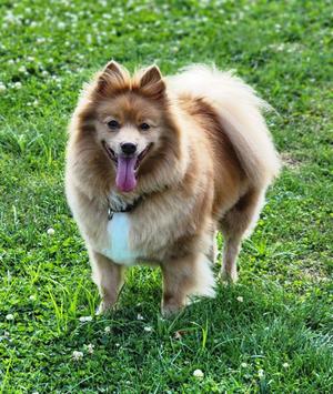 Bingo, Pomeranian, adult, available for adoption