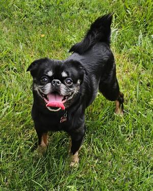 Audi, Brussels Griffon, adult, available for adoption