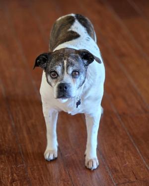 Annie, Pug, senior, available for adoption