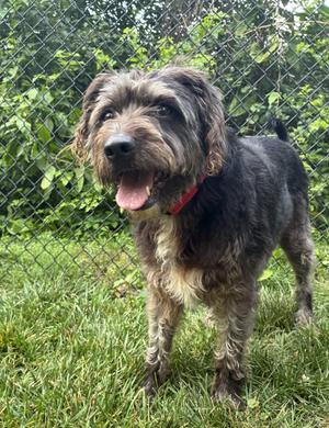 Frannie, Terrier, adult, available for adoption