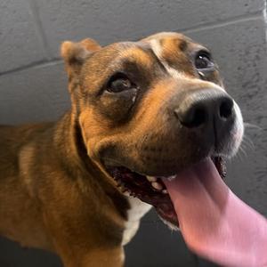 Boxie SPONSORED🐾, Boxer, adult, available for adoption