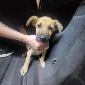 Jambalaya🐾, Mixed Breed (Medium), puppy, available for adoption