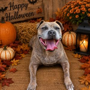 Jasmine🐾 (BONDED WITH JASPER) (SPONSORED), Mixed Breed (Medium), senior, available for adoption