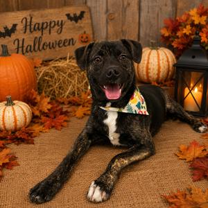 Baseball🐾(SPONSORED), Mixed Breed (Medium), adult, available for adoption
