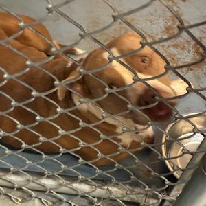 Fred Jones🐾, Mixed Breed (Medium), adult, available for adoption
