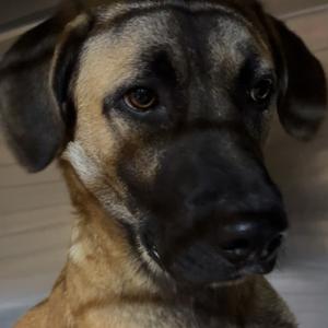 banjo 🐾, Mixed Breed (Large), adult, available for adoption