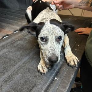 Cookie🐾, Mixed Breed (Small), adult, available for adoption