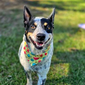 Howler🐾, American Blue Heeler, adult, available for adoption