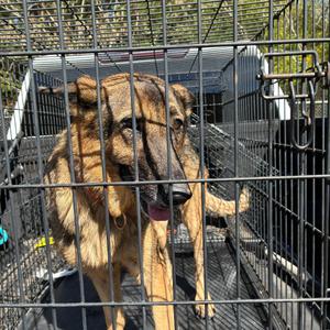 Chief, Shepherd, German, senior, available for adoption