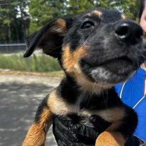 Chameleon, Mixed Breed (Medium), puppy, available for adoption