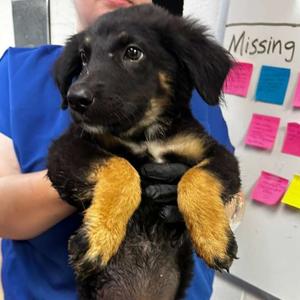 Doctor Octopus, Mixed Breed (Medium), puppy, available for adoption