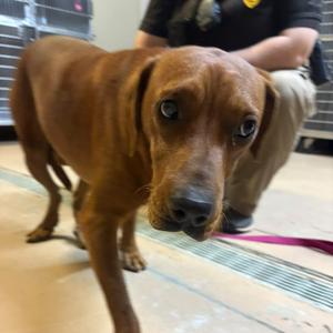 Cappuccino🐾, Mixed Breed (Medium), adult, available for adoption