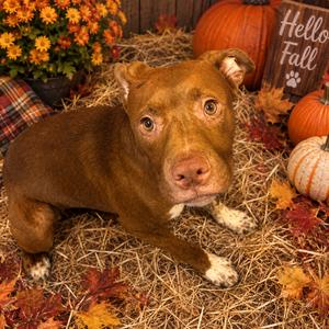 Chuckles (Knoxx)🐾, Mixed Breed (Medium), adult, available for adoption