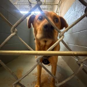 Brownie Points🐾, Mixed Breed (Medium), adult, available for adoption