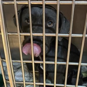 Gimpy🐾, Mixed Breed (Medium), adult, available for adoption