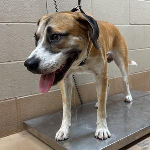 A brown and white dog standing on a metal platform with its tongue out.