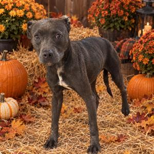 Chompy Goat (Blu), Mixed Breed (Small), adult, available for adoption