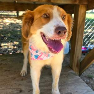 Ginger🐾, Mixed Breed (Medium), adult, available for adoption