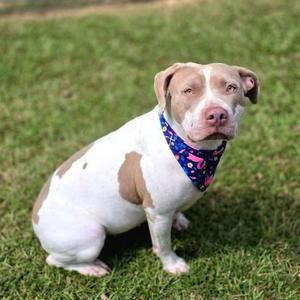 Blenderella SPONSORED🐾, Mixed Breed (Medium), adult, available for adoption