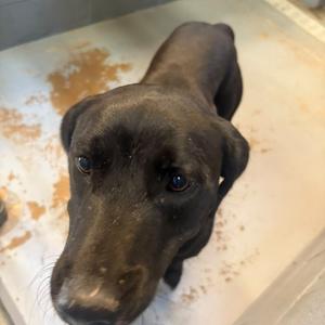 Cookie Monster Jr.🐾, Mixed Breed (Medium), adult, available for adoption