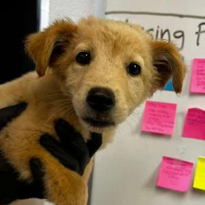 Electro, Mixed Breed (Medium), puppy, available for adoption
