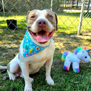 Cornflake🐾, Mixed Breed (Medium), adult, available for adoption