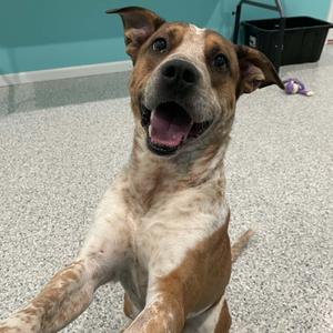 Spencer, Mixed Breed, adult, available for adoption