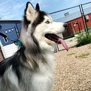 Oakley, Siberian Husky, adult, available for adoption
