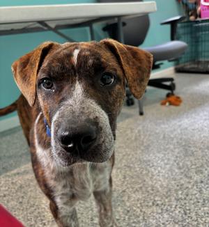 Albert, American Bulldog, young, available for adoption