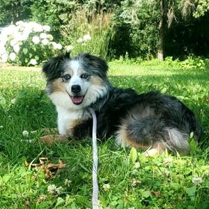 Mystic, Australian Shepherd, adult, available for adoption