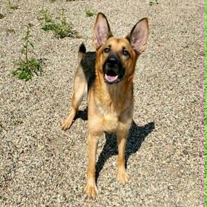 A German Shepherd dog standing on a gravel surface, looking up with its mouth open and ears perked up.