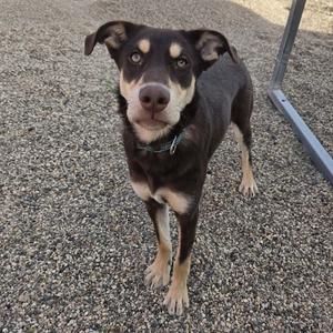 A black and tan dog standing on a gravel surface, looking directly at the camera with a calm expression.