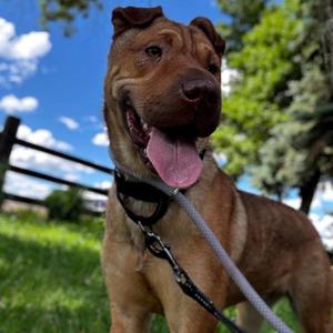 Tatum, Shar-Pei, adult, available for adoption
