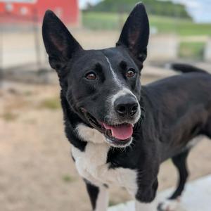 Sol, Border Collie, adult, available for adoption