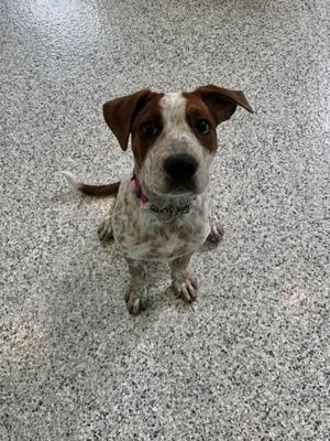 A brown and white dog with a spotted coat and floppy ears, wearing a collar, sitting on a speckled floor.