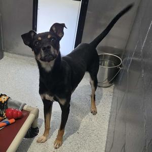 Denny, Mixed Breed, adult, available for adoption