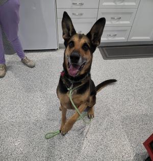 A German Shepherd dog sitting on a tiled floor, wearing a green leash and looking up with its mouth open.
