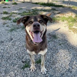 A brown and black dog with its tongue out, standing in a gravelly area.