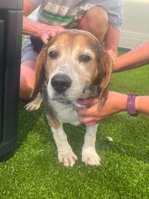 Buck, Beagle, adult, available for adoption