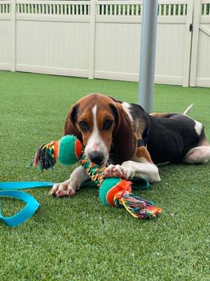 Rogan, Coonhound, adult, available for adoption