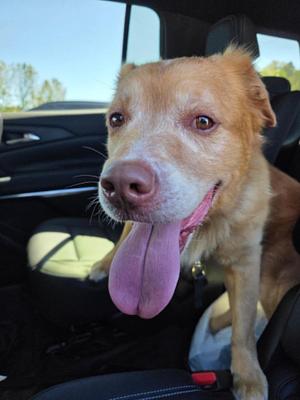 Phineas, Retriever / Mixed Breed, adult, available for adoption