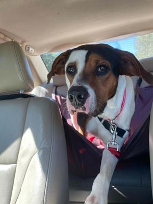 Rocky Road, Hound, adult, available for adoption