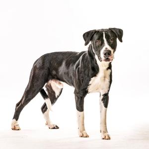 A black and white dog stands against a white background.