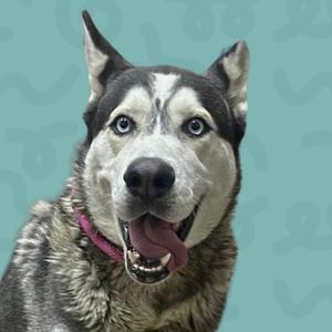 Dog Dog, Husky, adult, available for adoption