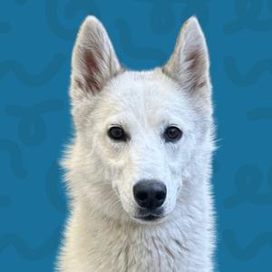 Coco, Husky, adult, available for adoption