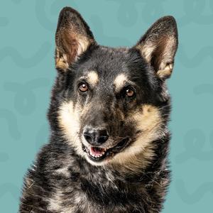 A dog