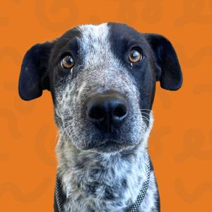 Close-up of a dog's face with a black and white coat against an orange background.
