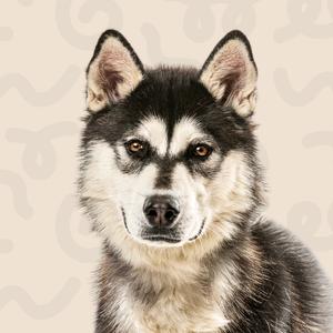Fletcher, Husky, Alaskan, adult, available for adoption