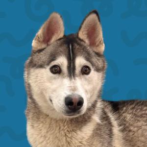 Beavis, Husky, adult, available for adoption