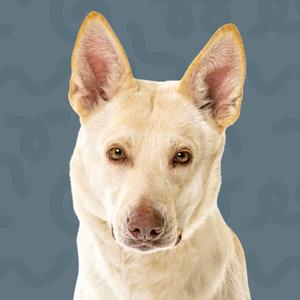 a dog